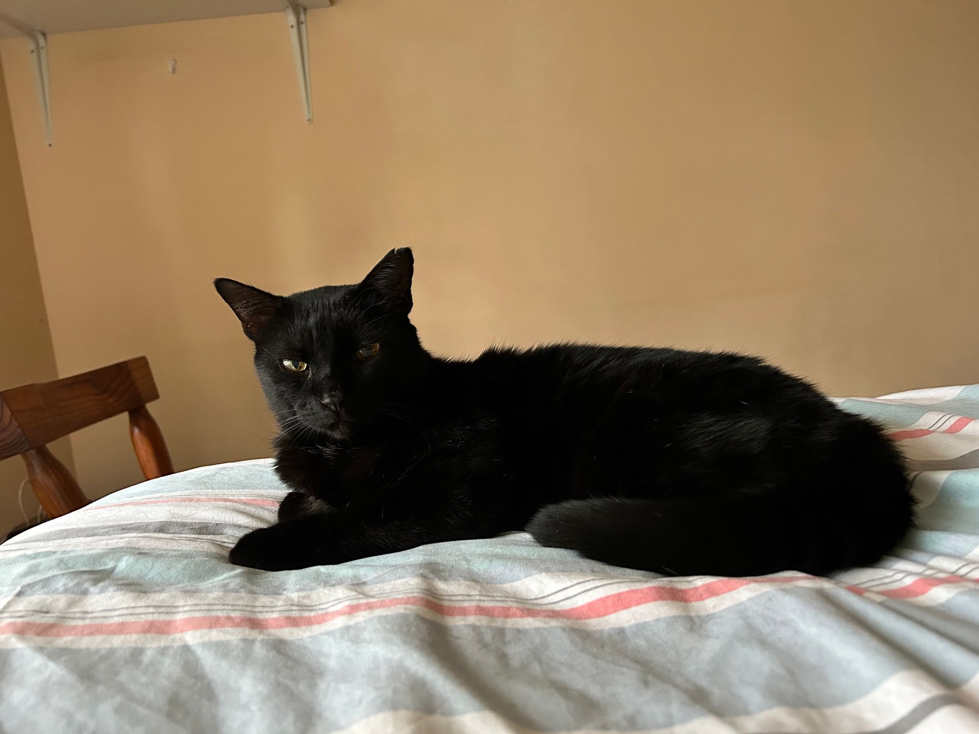 Black cat on bed